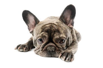 Studio shot of a lovely French Bulldog