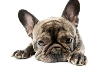 Studio shot of a lovely French Bulldog