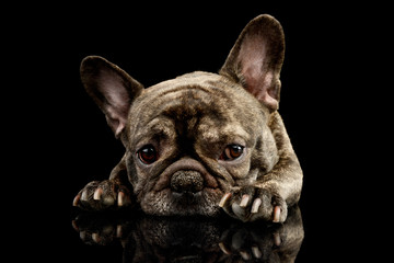 Studio shot of a lovely French Bulldog