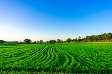 rural landscape with field and blue sky