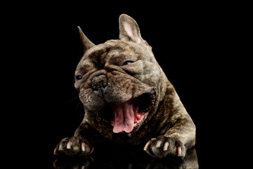 Studio shot of a lovely French Bulldog