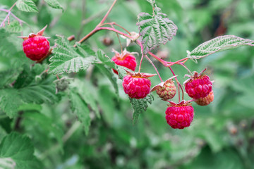 Raspberry bush. Red ripe and not yet ripe raspberry in green foliage.