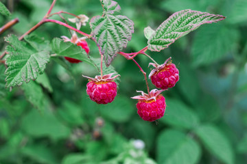 Raspberry bush. Red ripe raspberry in green foliage.