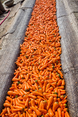 Fresh and washed organic harvested carrots in bamboo bucket. Food background. Near Savar District at Dhaka, Bangladesh.