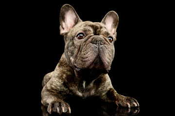 Studio shot of a lovely French Bulldog