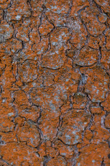 Pine tree aging bark texture background with moss and lichen selective focus