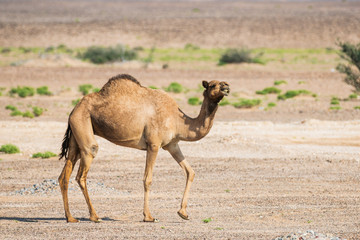 Funny smiling camel in desert