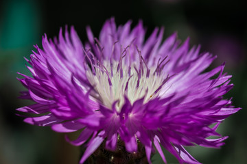 Blooming flower. Centaurea cyanus, commonly known as cornflower or bachelor's button.
