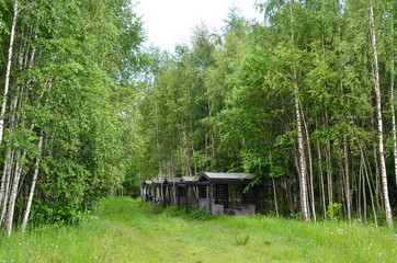 Recreation area with a green forest. Wood gazebos are among the birches.