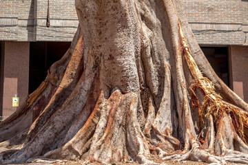 tronco árbol milenario raiz de madera