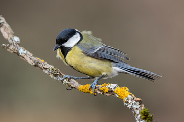 Great Tit, Parus major, perched on a branch with yellow lichens on a uniform background