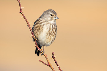 Common Linnet female, Carduelis cannabina, perched on a branch against a uniform ocher background