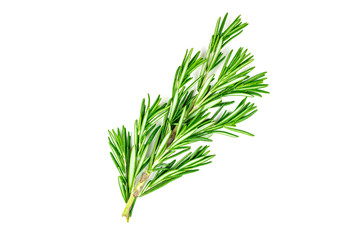 Isolated top view flat lay fresh green rosemary leaves, twigs and branches on white background.