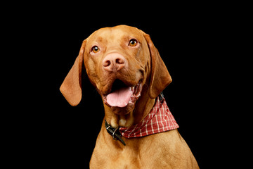 Portrait of an adorable Magyar Vizsla