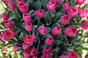 Top view of blooming pink tulips in a garden.