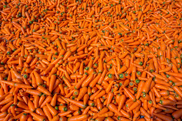 Colorful Organic carrots. Food background. Close-up, and washed carrots. Near Savar District at Dhaka, Bangladesh.