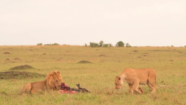 A male and female African lion enjoying a fresh kill - wide shot