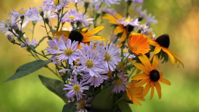 Bouquet of daisies and black eyed susans in garden with bee flying around. blurred background, pan right