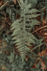 Beautiful green fern leaves. Fern bush. Night.