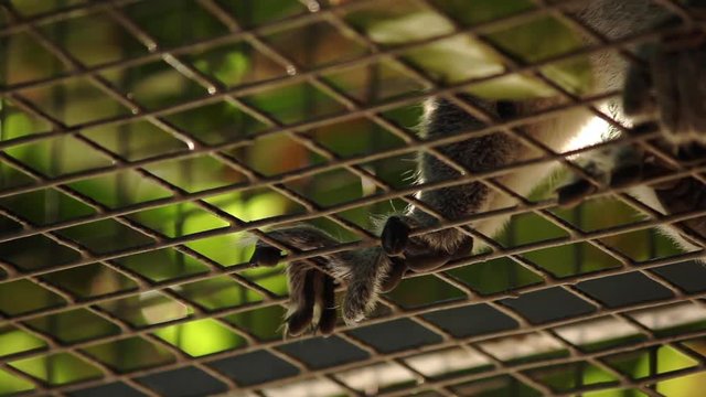 Close up of feet of lemur on cage fence viewed from low angle