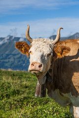 Beautiful swiss cows. Alpine meadows. Mountains.