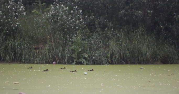 A young ducks flock swims in the lake among the plastic garbage along the green shore.