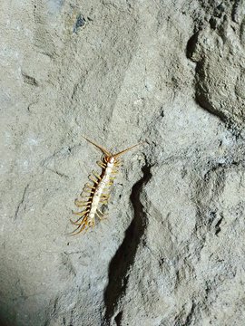 bug in the cave