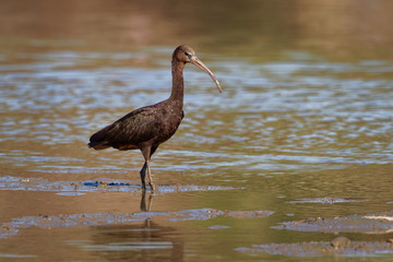 Glossy Ibis - Plegadis falcinellus is a wading bird in the ibis family Threskiornithidae, Shore bird with long beak in the water, red background during african sunset