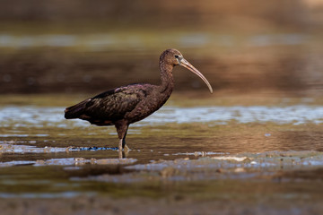 Glossy Ibis - Plegadis falcinellus is a wading bird in the ibis family Threskiornithidae, Shore...