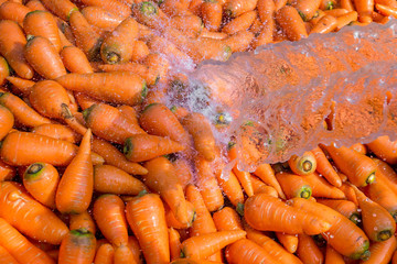 Un-washed and dirty carrot washing on throw pipe water. Food background. Near Savar District at...