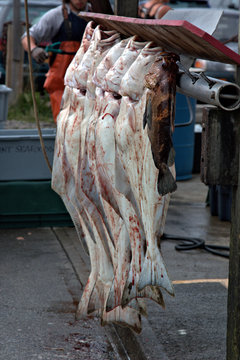 Homer Alaska Fishing Dock