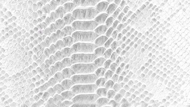Skin snake background White snake skin texture Close-up 