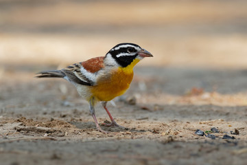 Golden-breasted Bunting - Emberiza flaviventris passerine yellow black white bird in the bunting family Emberizidae, dry open woodlands and moist savanna in Africa south of the Sahara