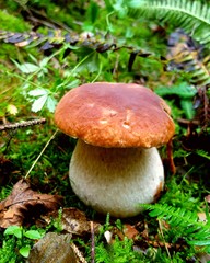 mushroom in the forest