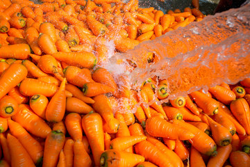 Un-washed and dirty carrot washing on throw pipe water. Food background. Near Savar District at Dhaka, Bangladesh.
