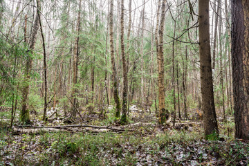 Forest and wetland landscape in early spring: mixture of snow and water.