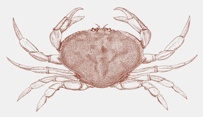 Dungeness crab metacarcinus magister from west coast of North America © M