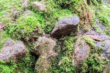 wet stones and moss, close-up abstract background