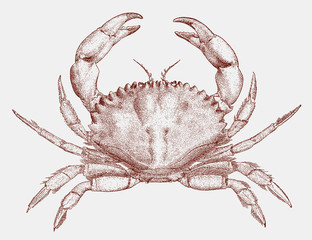 California rock crab, romaleon antennarium from the west coast of North America - obrazy, fototapety, plakaty