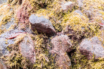 Stones covered with moss, close-up abstract background