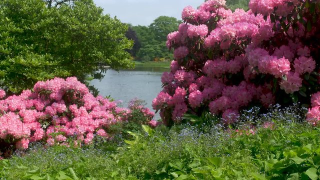 Pink flower blossoms on two big bushes with lake in the background.