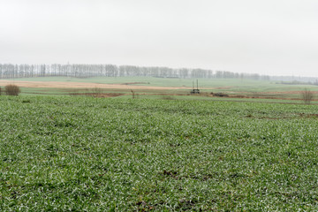 Fototapeta na wymiar Spring agricultural landscape with winter crops