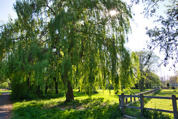 willow tree with fresh green leaves