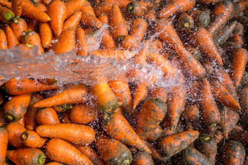 Un-washed and dirty carrot washing on throw pipe water. Food background. Near Savar District at...