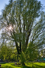 big tree with fresh green leaves
