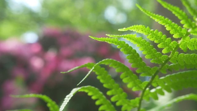 Farc focus japanese garden idylle.