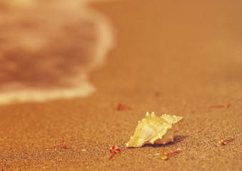 shell on beach