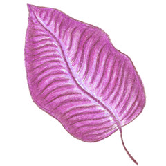 Big purple tropic leaf isolated on white background. Watercolor pencils had drawn illustration for textile, wallpaper, wrapping paper, patterns, templates.
