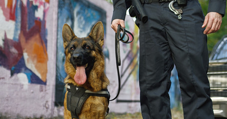 Policeman holding dog on leash at the police car outdoor. Front view of the shepherd dog looking at...
