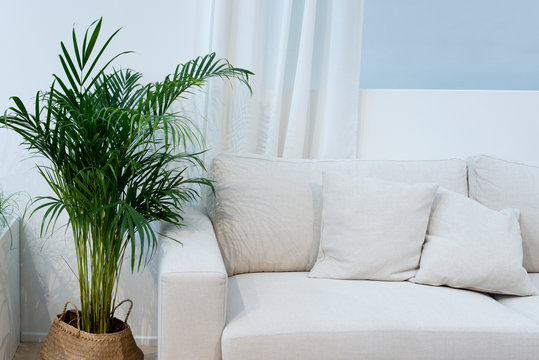 Areca Palme, Zimmerpflanze